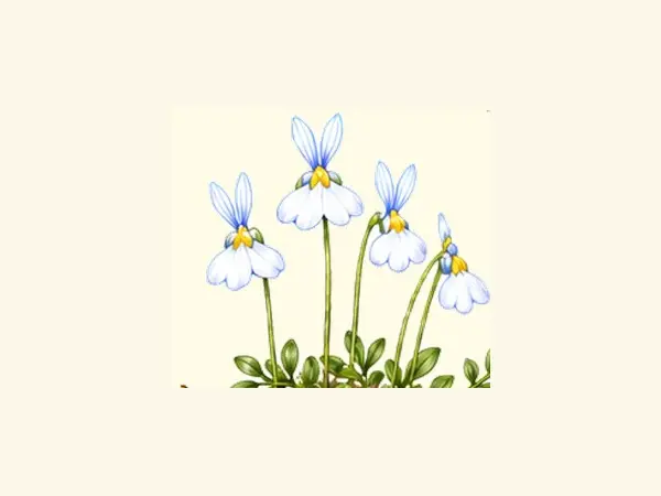 Botanical illustration of white and blue bladderwort flowers.