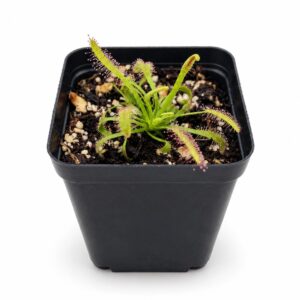cape sundew front