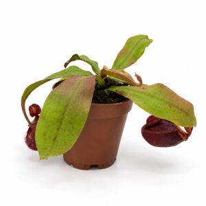nepenthes black miracle front