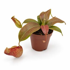 nepenthes st gaya front