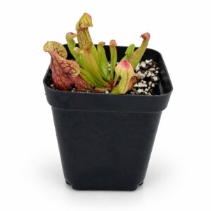 sarracenia purpurea front