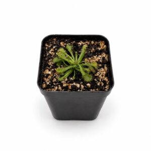 spoon leaved sundew front
