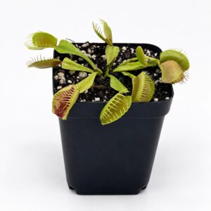 venus flytrap front